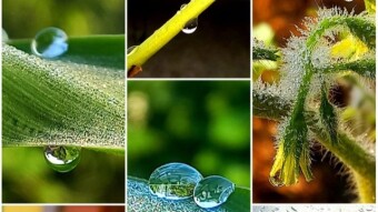 WATER DROPS Photography.