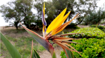 A Bird of Paradise here!