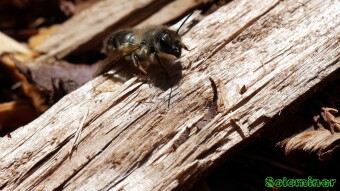 Solitary Bee resting on mulch - Macro Photography
