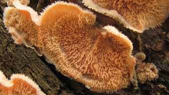Mushrooms occurring in Europe - Merulius tremellosus