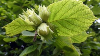 Hazel tree in spring and summer - childhood memories