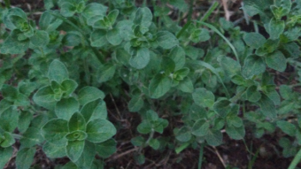 Growing Oregano