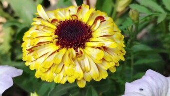 Flower videography