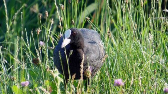 A coot on a walk, probably on a special favorite diet