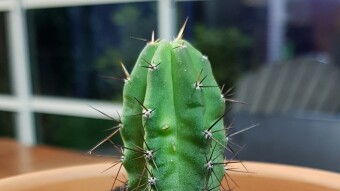 Cactus ID: Echinopsis pachanoi (maybe)