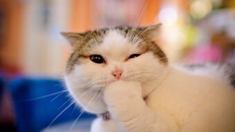 Watch out for the Crypto Pussy