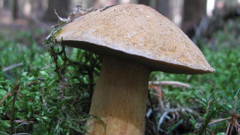 Mushrooms occurring in Europe - Suillus variegatus