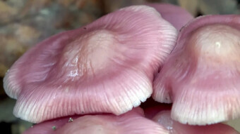 Looks appetizing but be fooled - Rosy bonnet