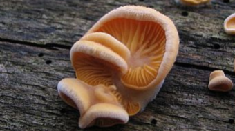 Mushrooms occurring in Europe - Phyllotopsis nidulans