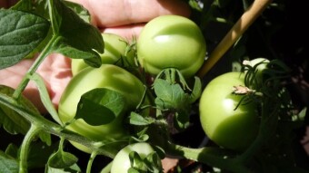 This year's season in my balcony garden