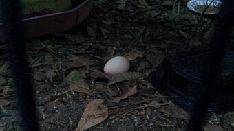 Apocalyptic Homesteading (Day 6)