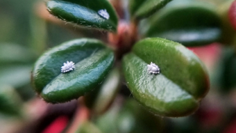 Macro Photography Session - beyond the wall