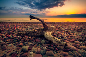 Endangered Species - Baltic Nessie
