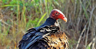 Cathartes Aura