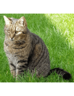 Cats cryptocurrency prediction experiment with #BTC #Doge #ETH  #LTC #XRP