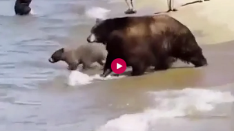 A bear family is enjoying a vacation at the lake water