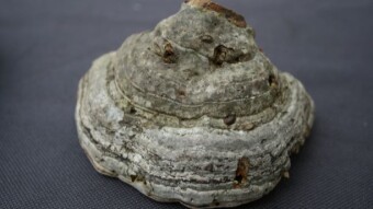 Amadou Processing: How to Make High-Quality, Natural Tinder Using the Tinder Conk Fungus (Fomes fomentarious)
