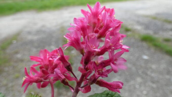 Pulborough Scarlet with the mysterious scent