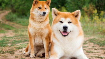 Some information about Shiba Inu!