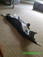 Walter cleaning himself upside down