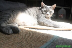 Tesla doing her routine