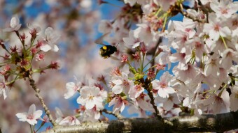 Why I Love Wildlife Photography - Bug Edition #1
