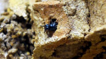 Gnat sized Wasp found in Bee homes