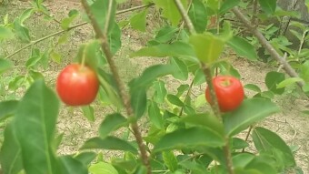 Acerola