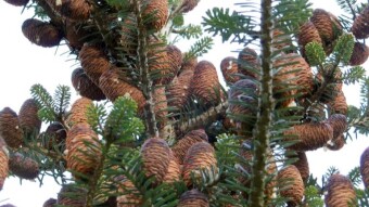 Korean fir - conifer with blue cones growing upwards