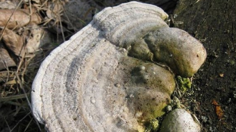 Mushrooms occurring in Europe - Trametes gibbosa