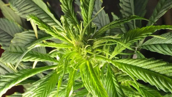 Some Free High CBD hemp flowers.... growing for Free.