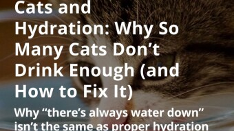 Cats and Hydration: Why So Many Cats Don’t Drink Enough (and How to Fix It)