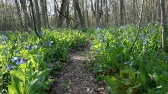 Walking Through the Wildflowers