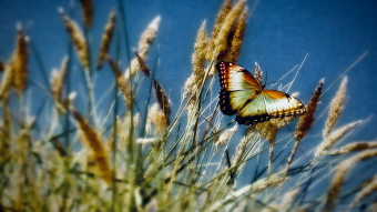The Indomitable Wind and its Lessons