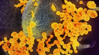 Corona virus