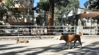 My Early association with these tame spirited dogs on the park