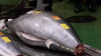The giant tuna sold at the second highest price in the Japanese auction