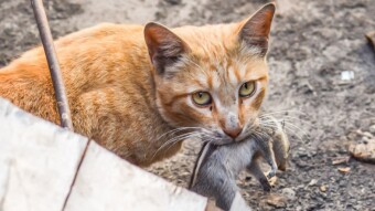 Cute Feral Cats Living Around Us
