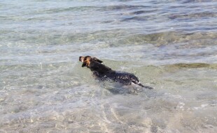 Pet Friendly Beaches in Croatia