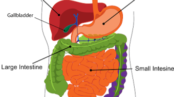 How does our digestive system work?