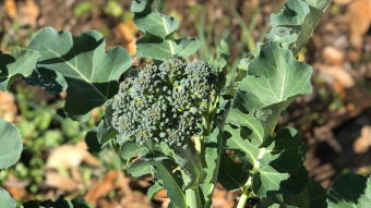 This Broccoli Does Not Ignite (My First Post)
