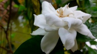 Gandharaj flower photography.