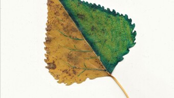 Leaf #1 (Where it all began)