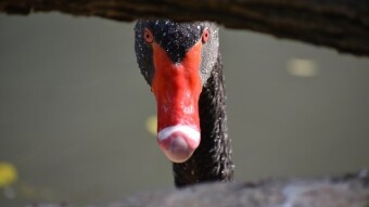 Cygnus atratus - The black swan