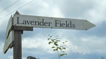 Out and about: Lavender field visit