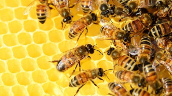 How to create public invites to Hive using Hiveinvite
