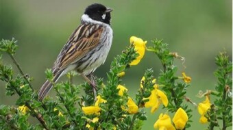 Emberiza schoeniclus