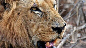 Brave Browser:  The Brave Creator Account