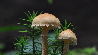 Mushrooms occurring in Europe - Cystoderma amianthinum