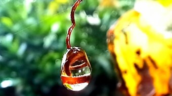 WATER DROPS Photography.